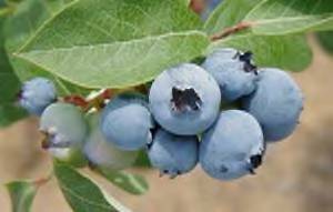 Blueberry Days at Lucky Lake - Click for more details