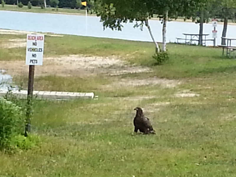 American Eagle at Lucky Lake Campground