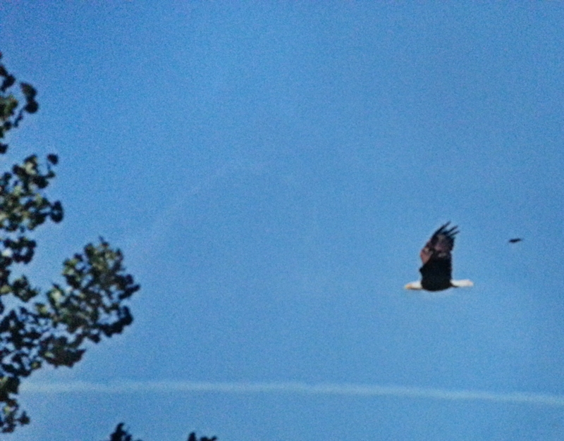 American Eagle at Luck Lake Campground - Click on the photo to see a larger photo